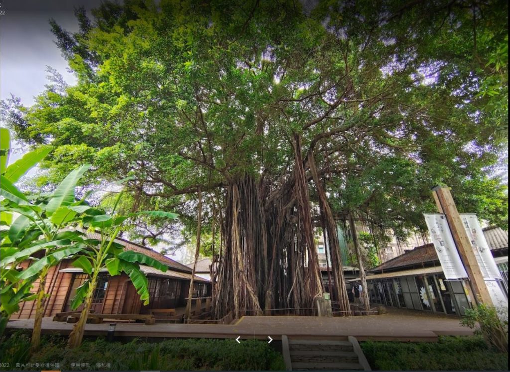 臺中文學館園區的大榕樹，充滿懷古雅緻的風情，激發文思泉湧。（圖/文化局提供）