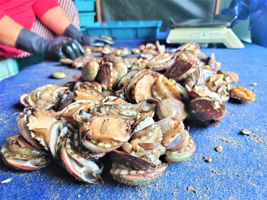 ▲新鮮的貢寮鮑兼具營養與美味特質，是美食佳餚的首選。（圖/新北漁業處 提供）