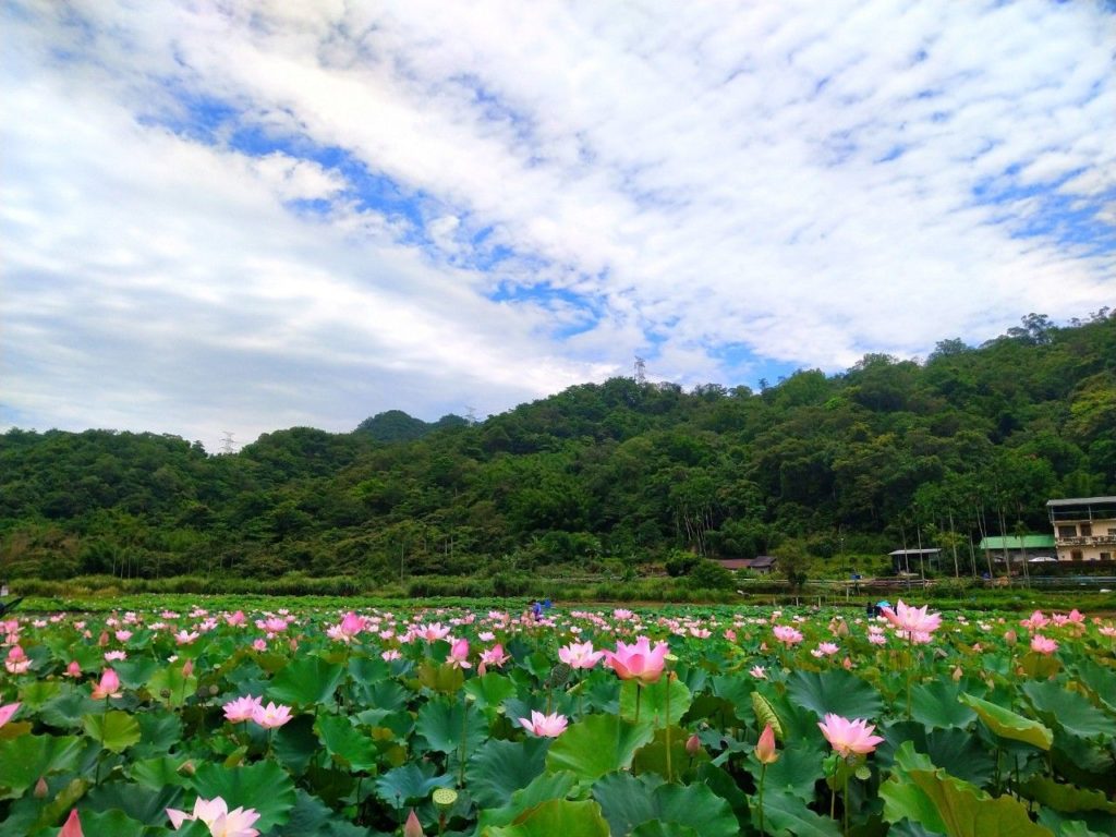 ▲美麗的農地花卉，總是能吸引遊客前來。（圖/新北農業局 提供）