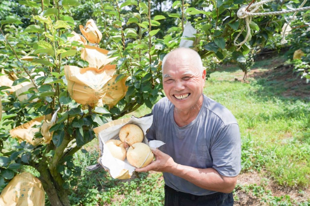 ▲種植蜜雪梨的農友李全益開心展示他的豐收成果。