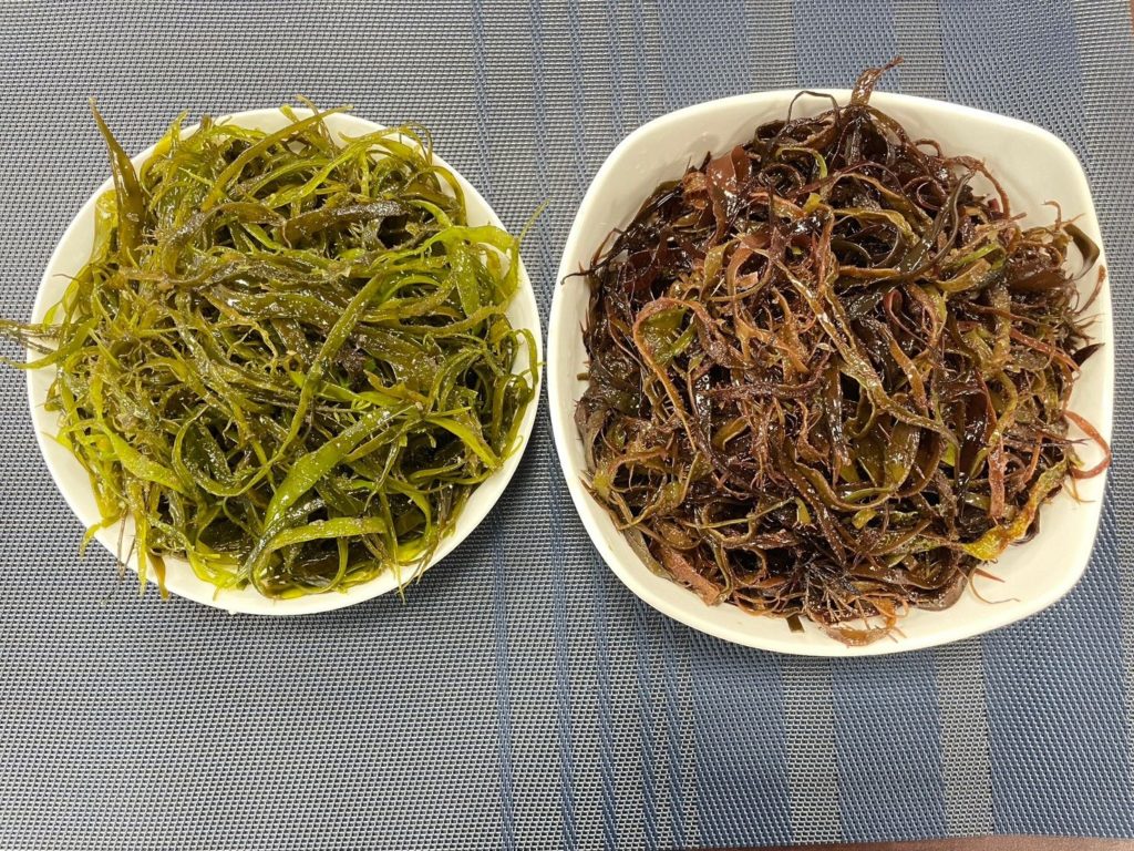 ▲海大麵富含天然優質膳食纖維。(圖/新北漁業處 提供)