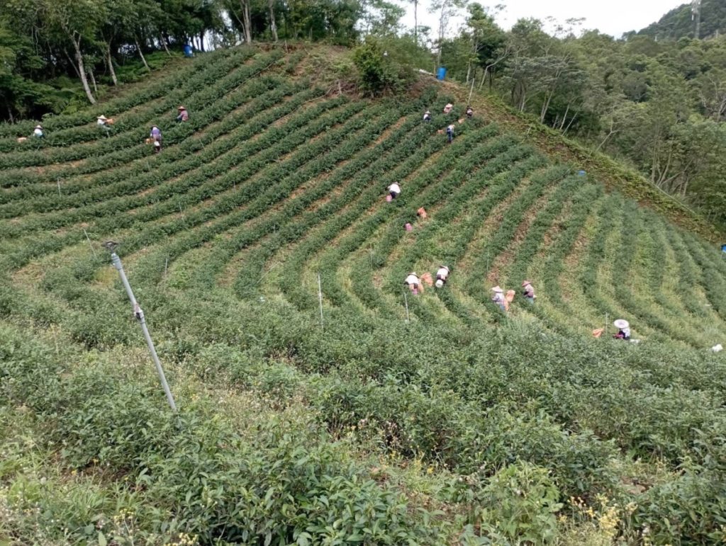 ▲新北市石碇區茶園種茶質量一流。