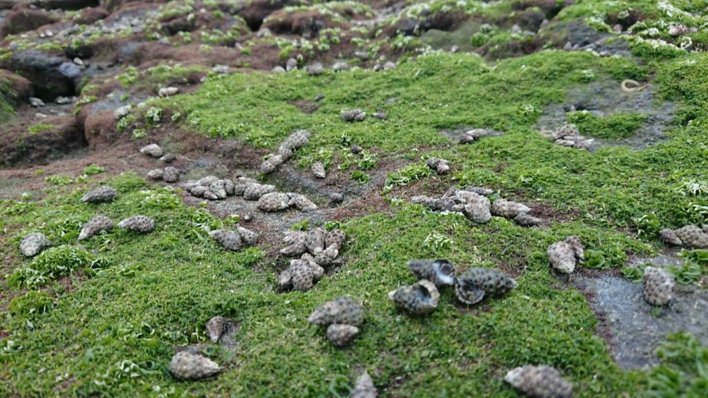 ▲北海岸潮間帶有著豐富的螺貝。（圖/新北漁業處 提供）