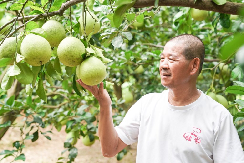 ▲農友褚暨華所栽種的文旦柚是市場評價的常勝軍。（圖/新北農業局 提供）