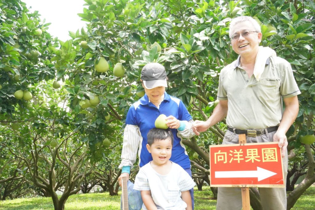 ▲摘採文旦柚是親子互動的歡樂活動。（圖/新北農業局 提供）