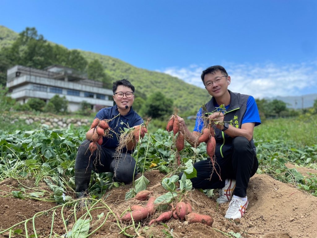 ▲金山紅心甘薯遠近馳名。（圖/新北農業局 提供）