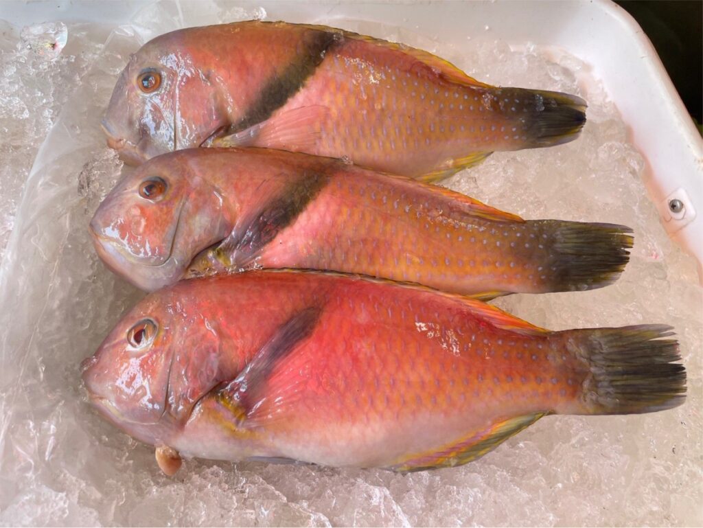 ▲東北角海域的藍豬齒魚，煎煮燒皆美味。