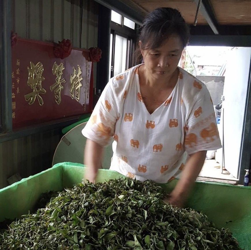 ▲徐文重經營茶園與製茶獲得頭等獎的鼓勵。（圖/新北市農業局 提供）