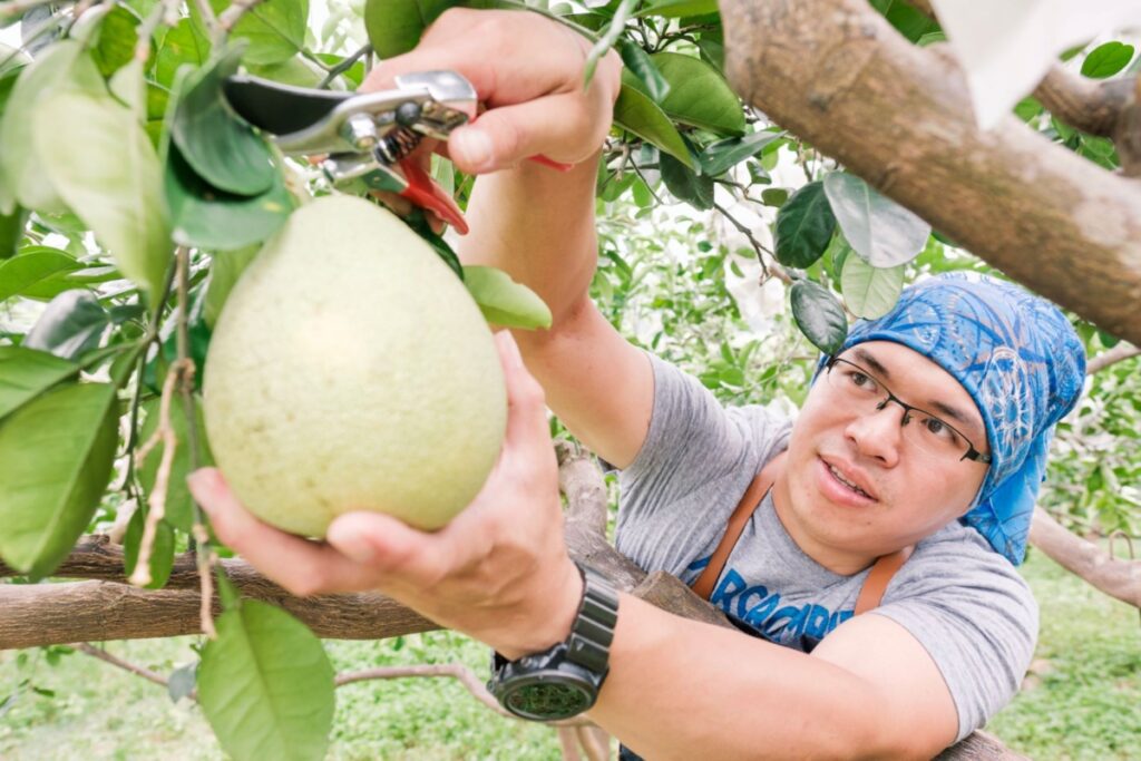 ▲種出冠軍文旦柚的八里柚農。