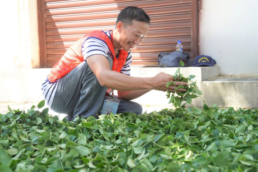 ▲林口區茶農駱程遙奪得製茶技術冠軍。（圖/新北農業局 提供）
