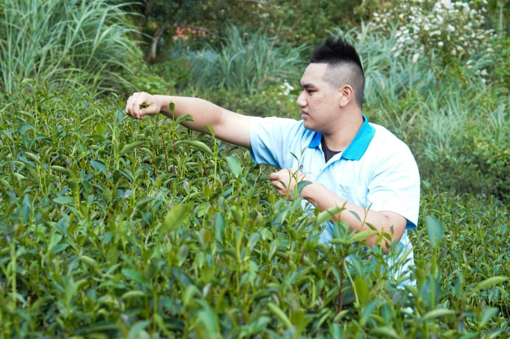 ▲周子耀返鄉製茶勇奪蜜香紅茶特等獎殊榮。（圖/新北農業局 提供）