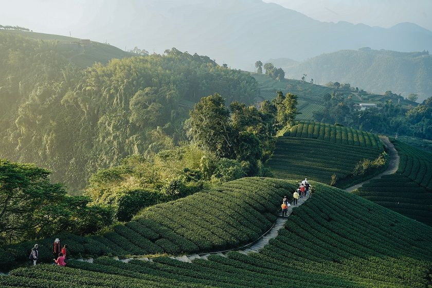 ▲茶園茶鄉的身心靈體驗，讓行旅活動更受民眾歡迎。（圖/文化部 提供）