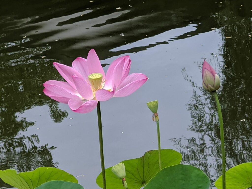 荷花含苞待放、開花結果，然後留下蓮蓬，這天地間大自然界的的運轉，就如同人生的一生寫照(圖白荷陶坊提供)