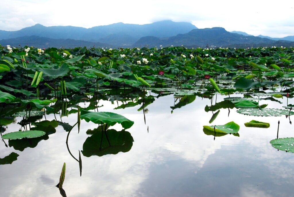 池塘中姿態萬千的荷葉、荷花與藍天白雲倒映，這唯一卻又瞬息萬變的景象，令人留「蓮」忘返。(圖/魏稚恩提供)