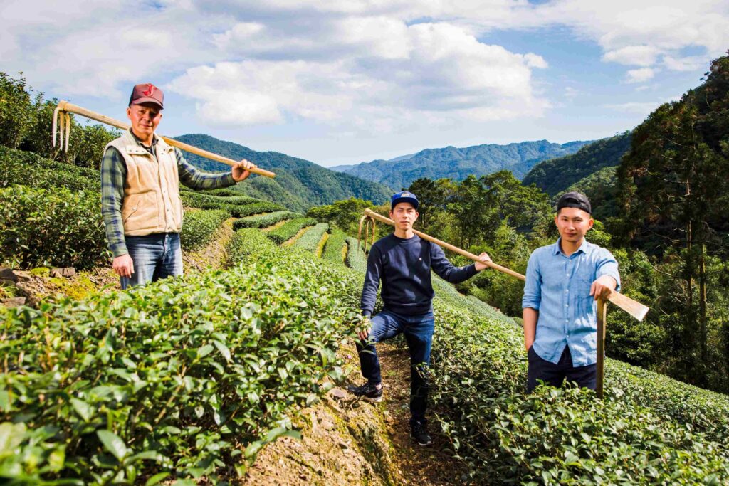 ▲新北茶農的家族傳承技藝，讓茶的品質與文化四處飄香。（圖/新北農業局 提供）