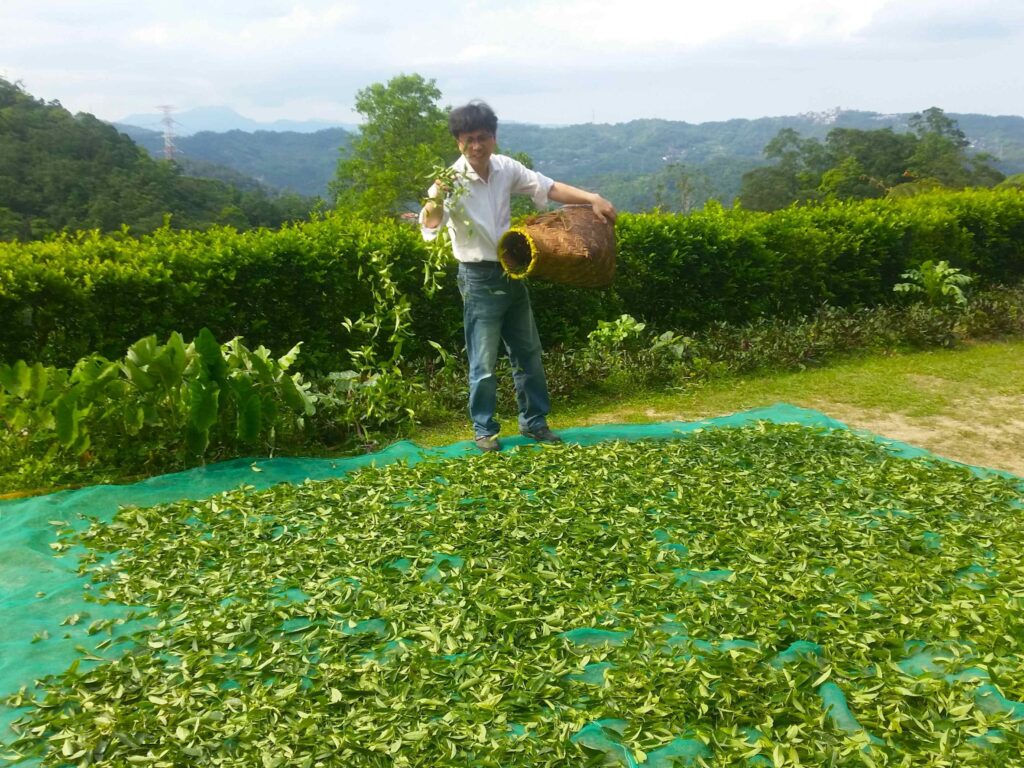 ▲新北茶農的曬製茶葉專業十足。（圖/新北農業局 提供）