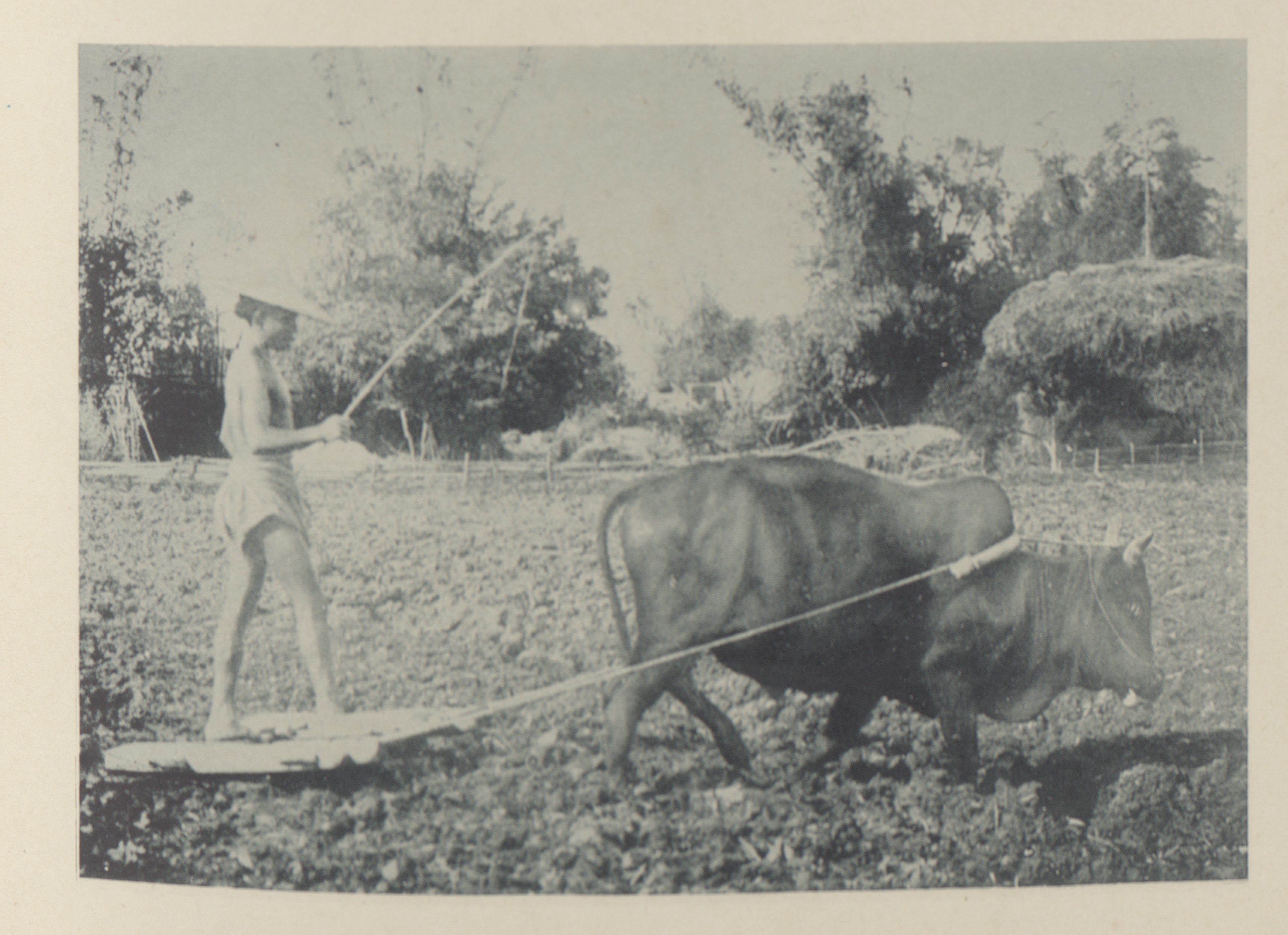 照片中農民指揮著耕牛進行整地，忙著在插秧前做好準備。農夫腳下踩著「割耙」，是用來整平農田的碎土工具，可將牛犁翻出的土塊割碎。（圖/攝影文化中心提供）