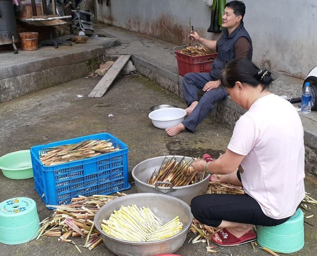 ▲箭竹筍肉的價格看巧，讓農民投入栽種。