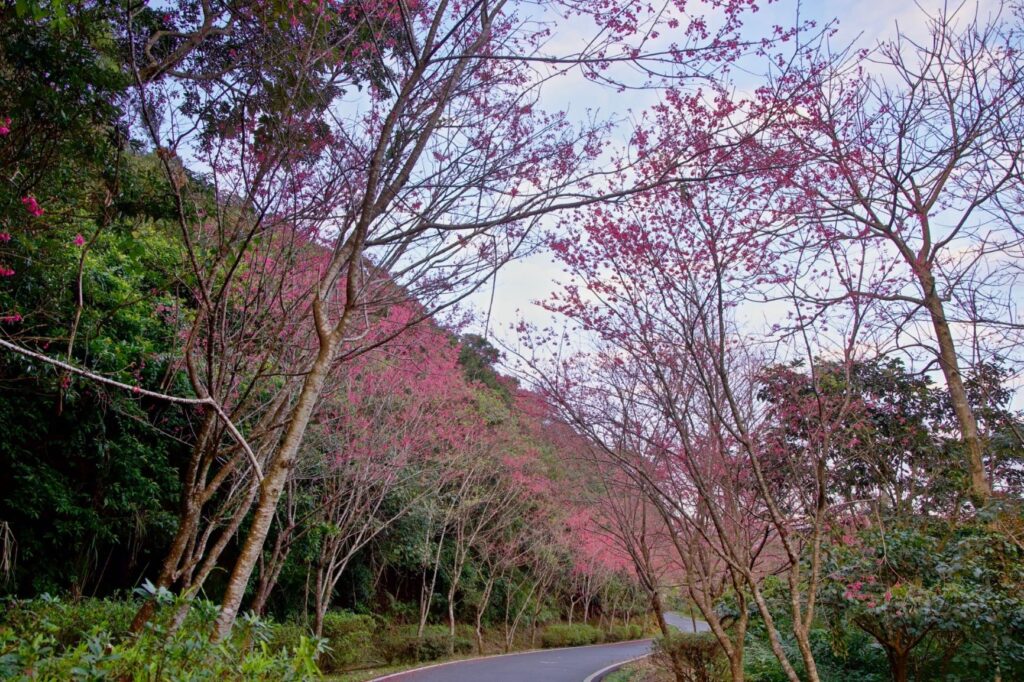 ▲烏塗社區沿路山櫻，是石碇著名的賞櫻景點。（圖/新北農業局 提供）