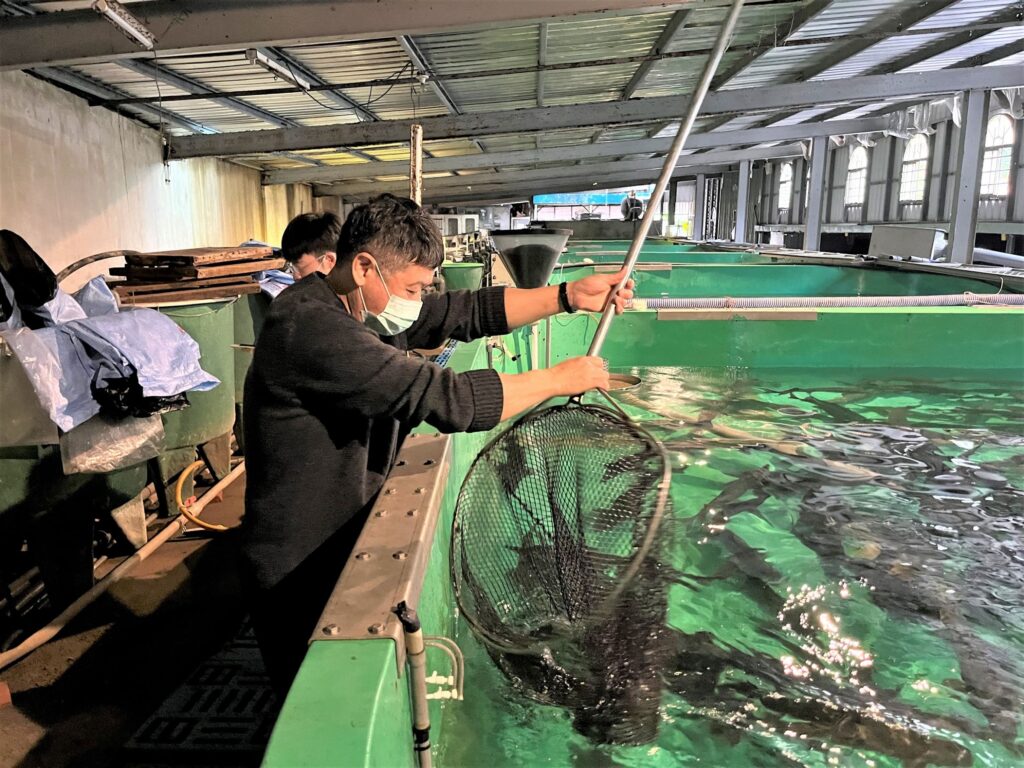 ▲養殖水產品的衛生安全管理為民眾食的安全保關。（圖/新北漁業處 提供）