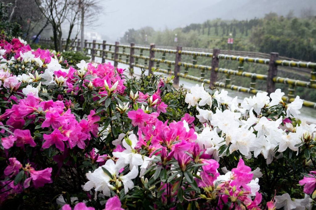 ▲杜鵑花開讓人心花怒放。（圖/新北農業局 提供）