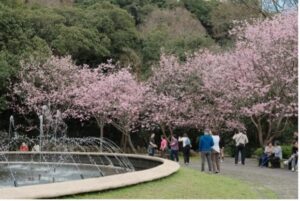 陽明山花季