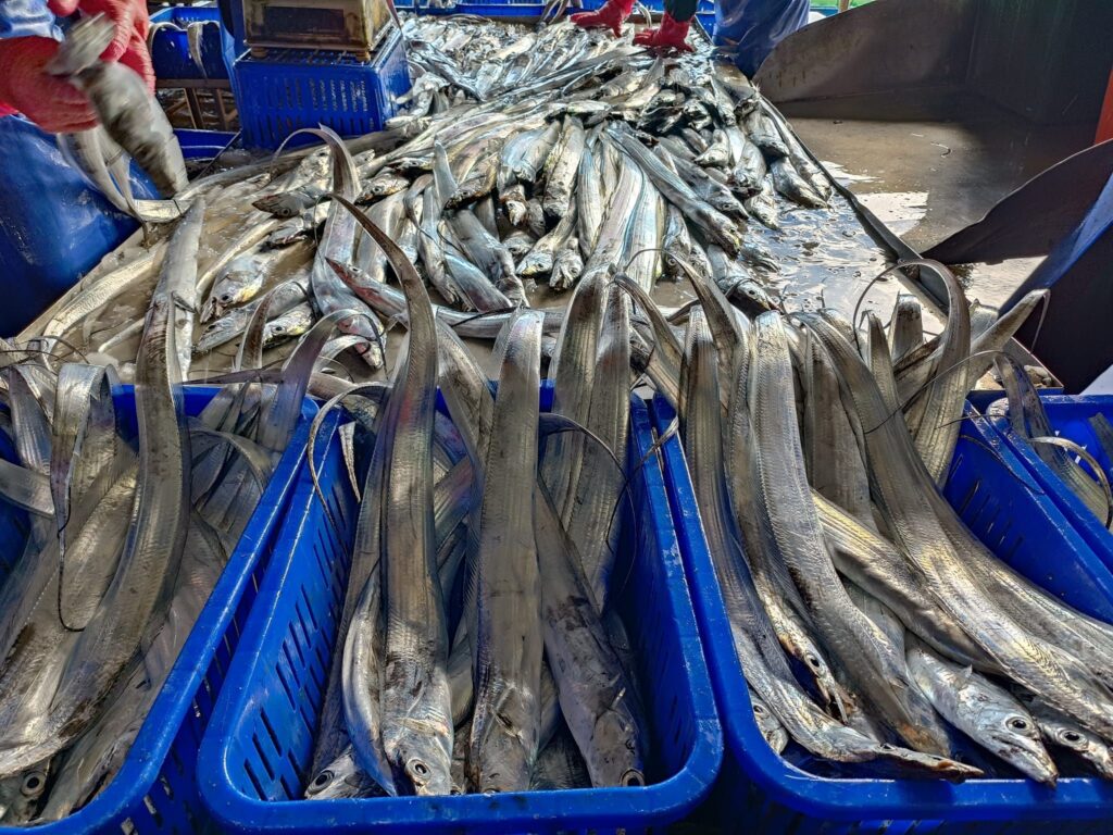 ▲貢寮區漁會推廣白帶魚讓民眾購買分享。（圖/新北市漁業處 提供）