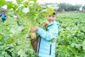 ▲三芝走春享食農拔得好彩頭。