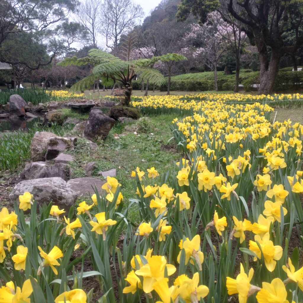 湖山綠地的水仙絢麗多彩。（圖/公園處提供）