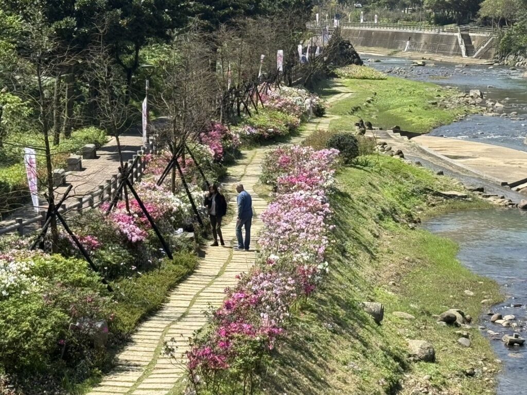 ▲萬金杜鵑花美化了生活步道，讓民眾趨之若鶩。（圖/新北農業局 提供）