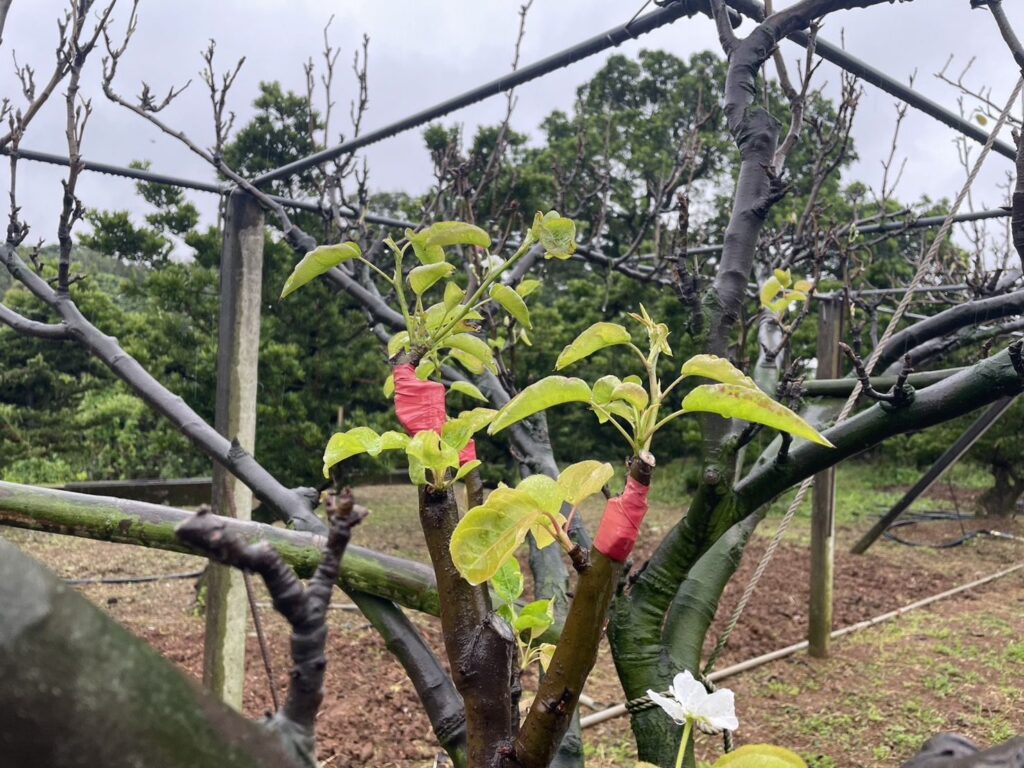 ▲新北高接梨穗的生長與農損情況，受到果農的高度關切。（圖/新北農業局 提供）