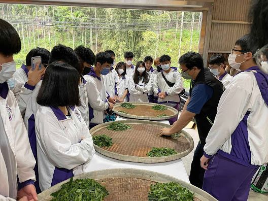 ▲新北農業局攜手北大合作推行三峽茶產業。