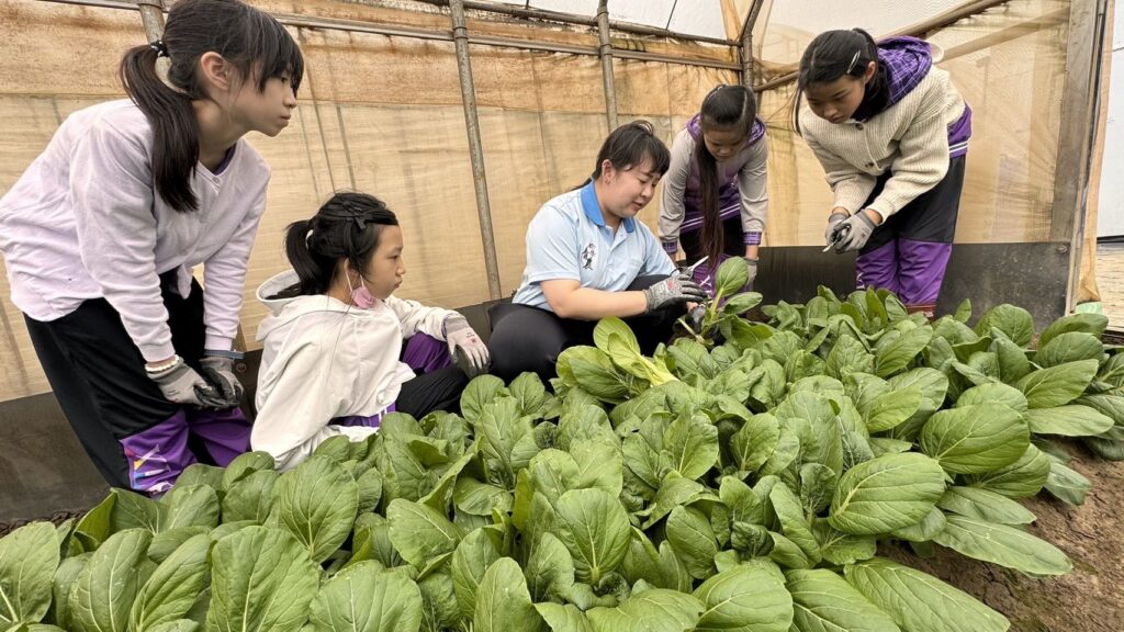 ▲新北青農推食農教育並栽種有機蔬菜回饋社會。（圖/新北農業局 提供）