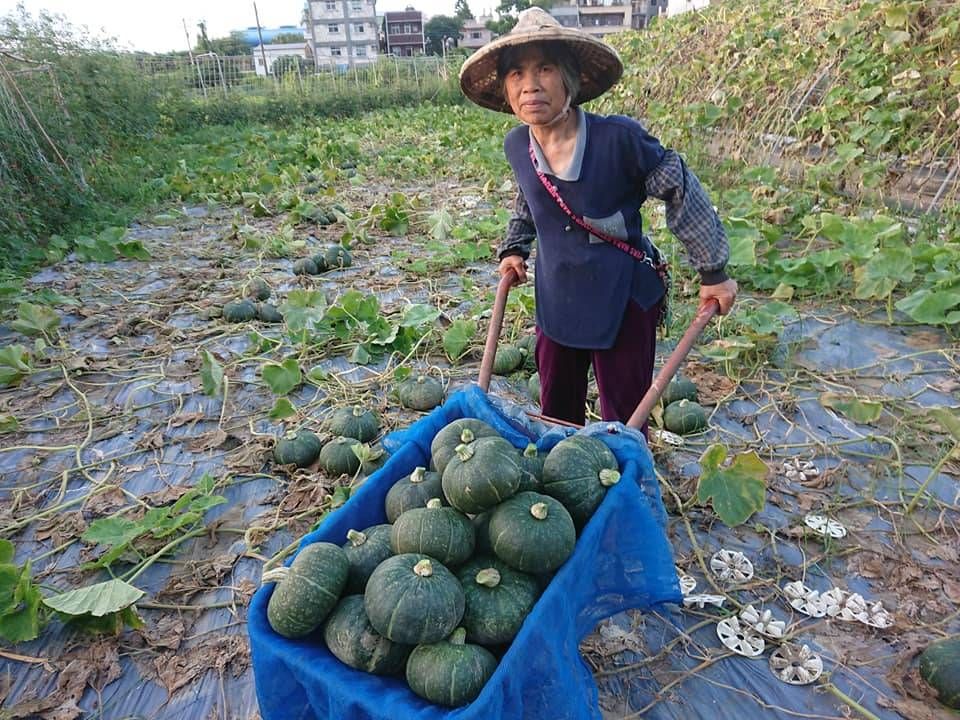 ▲淡水屯山阿嬤所栽種的南瓜結實纍纍。（圖/新北市農業局 提供）