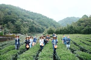 ▲新北市好茶優惠選在國際茶日登場。