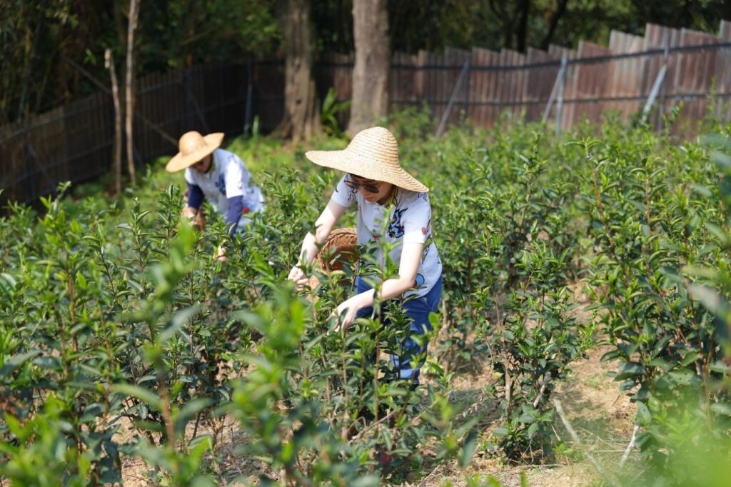 ▲谷芳茶園專業的茶業栽種，讓收成品質向前邁進一大步。（圖/新北市農業局 提供）