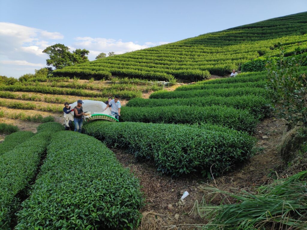 ▲石碇茶區一望無際的茶園讓人心礦神怡。（圖/新北市農業局 提供）