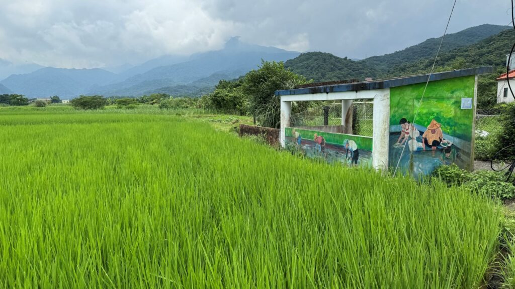 ▲金山荷花滿開，景色怡人。（圖/新北市農業局 提供）