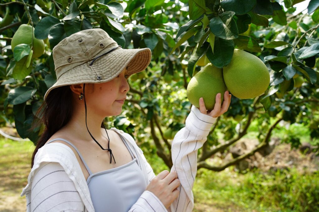 ▲即將上市的八里文旦柚。（圖/新北市農業局 提供）