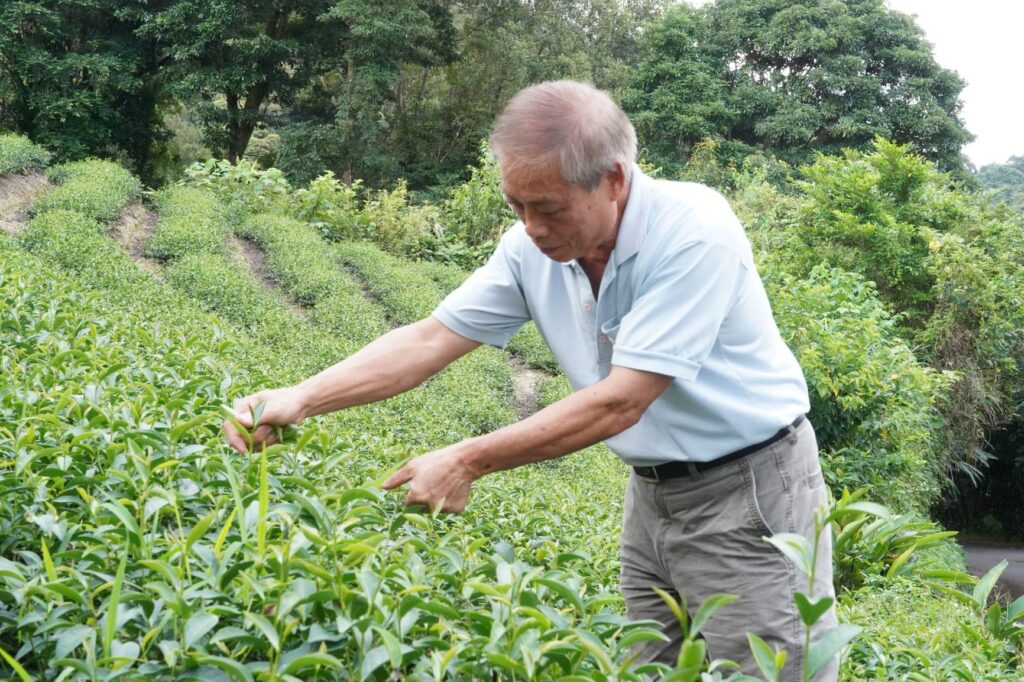 ▲首屆香韻紅茶比賽，新北坪林鄭清池奪得特等獎。（圖/新北農業局 提供）