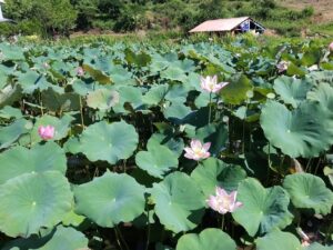 ▲夏荷的賞心悅目讓金山石門地區旅遊備受好評。