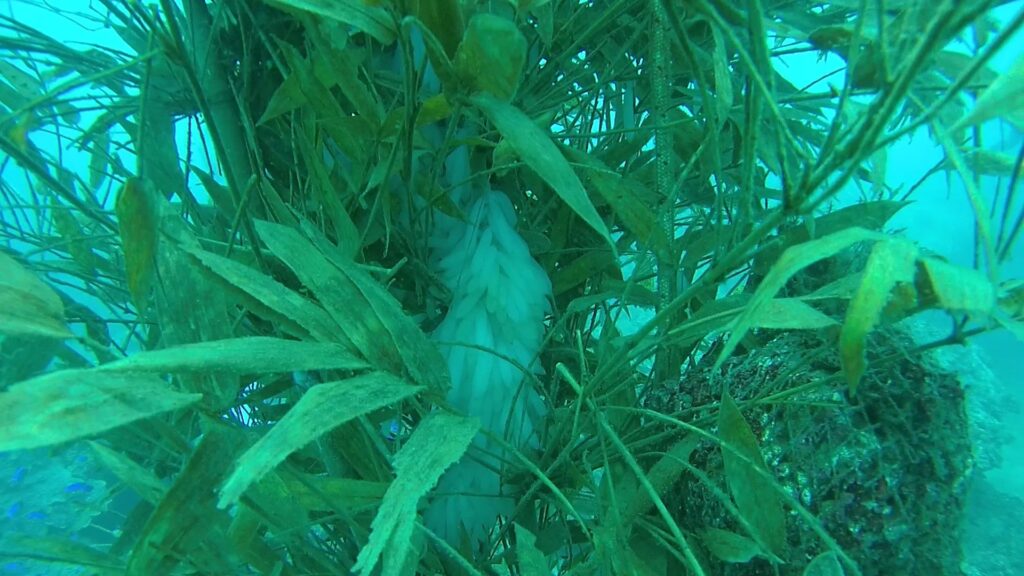 ▲水下竹叢礁對打造復育棲地具有長遠發展效益。(圖/新北市農業局 提供)