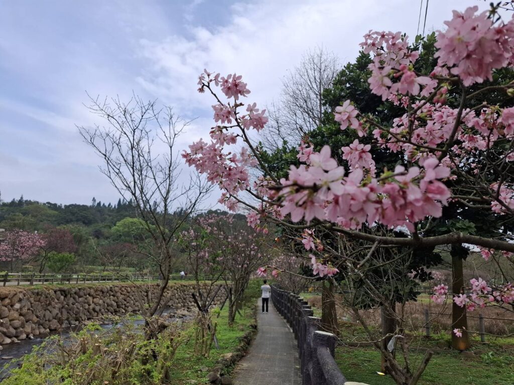 ▲賞櫻季節呈現櫻花熱情奔放的繁茂景觀。(圖/新北市漁業處 提供)