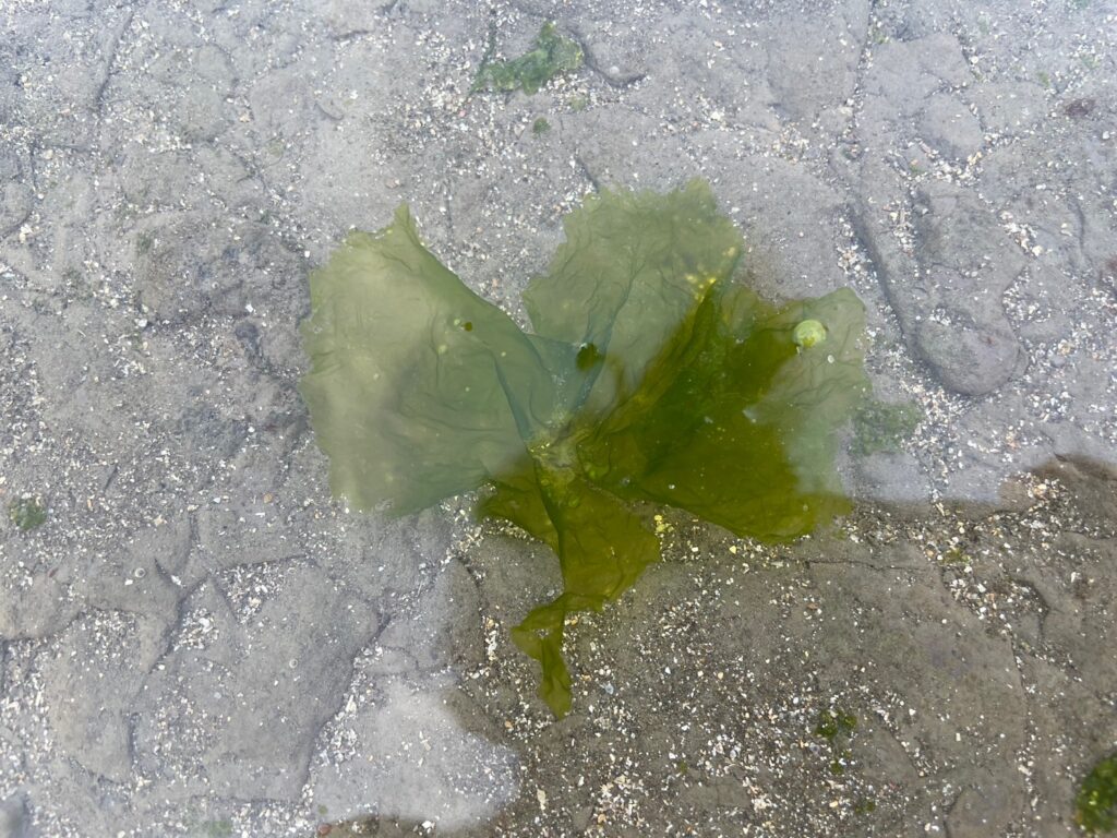礁膜特寫。(圖/新北市漁業處提供)