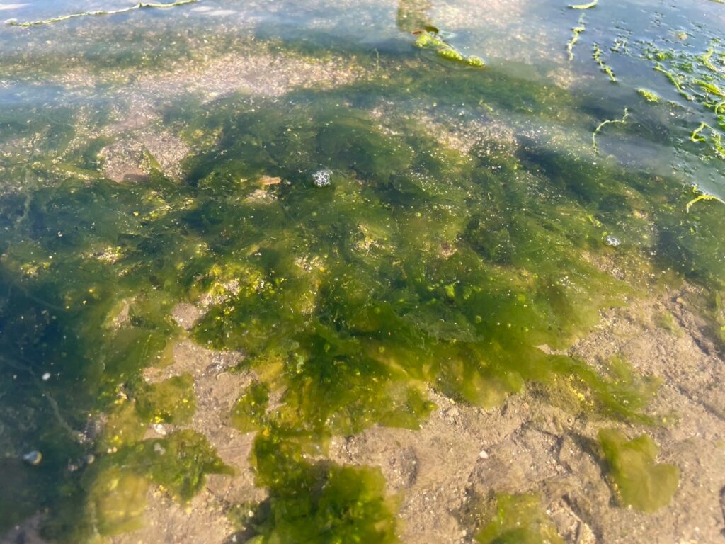 潮間帶上的礁膜。(圖/新北市漁業處提供)