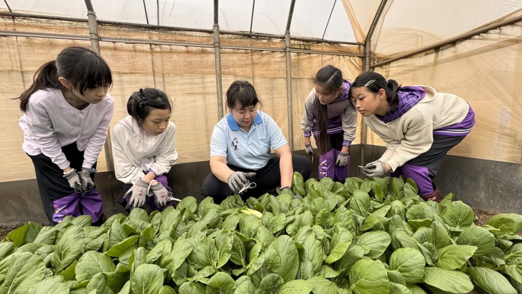農場每年都舉辦上百場食農教育課程，帶領小學生親自種菜、採收，到最後由學生自己義賣，讓學生從中學習瞭解有機種植對環境的重要性，及讓學生有社會服務的思維。（圖/農業局提供）