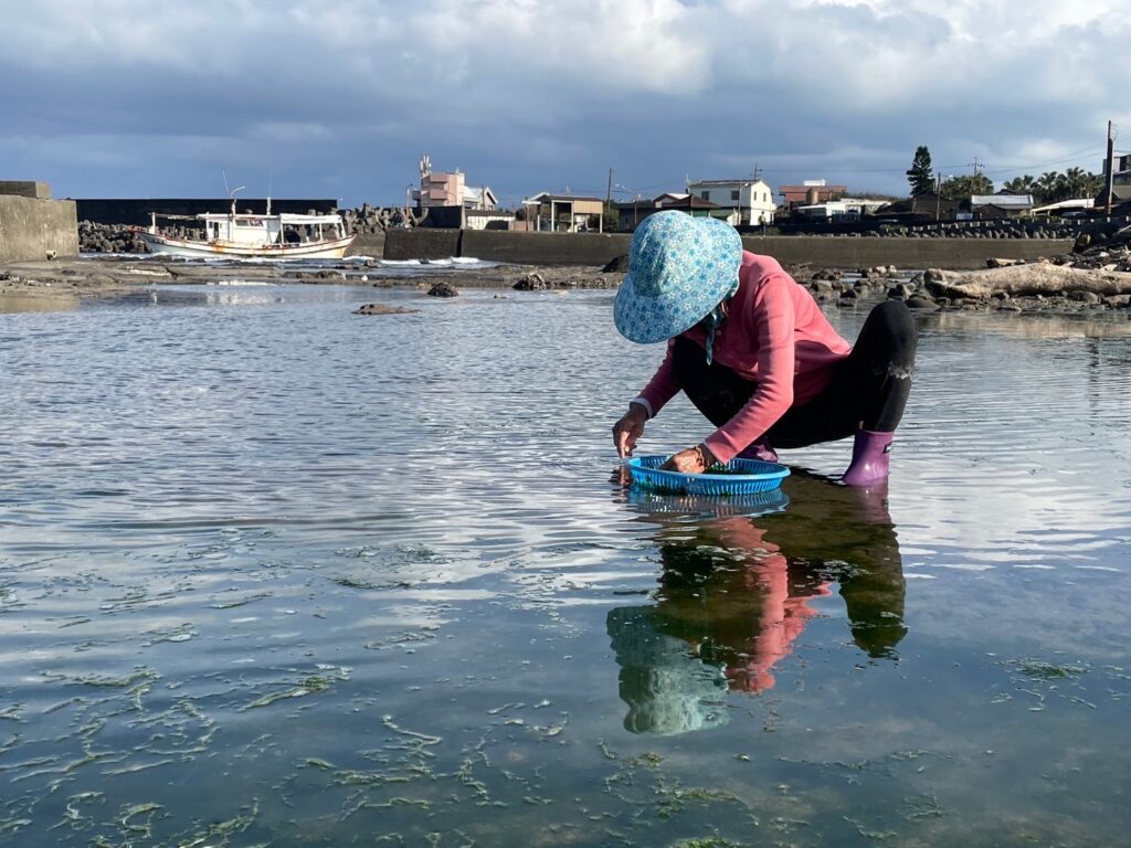 海女罔市阿嬤採集礁膜。(圖/新北市漁業處提供)