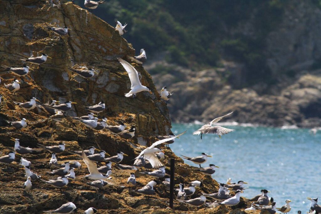 ▲馬祖各島的海鳥群集,蔚為奇觀。(圖/觀光署 提供)