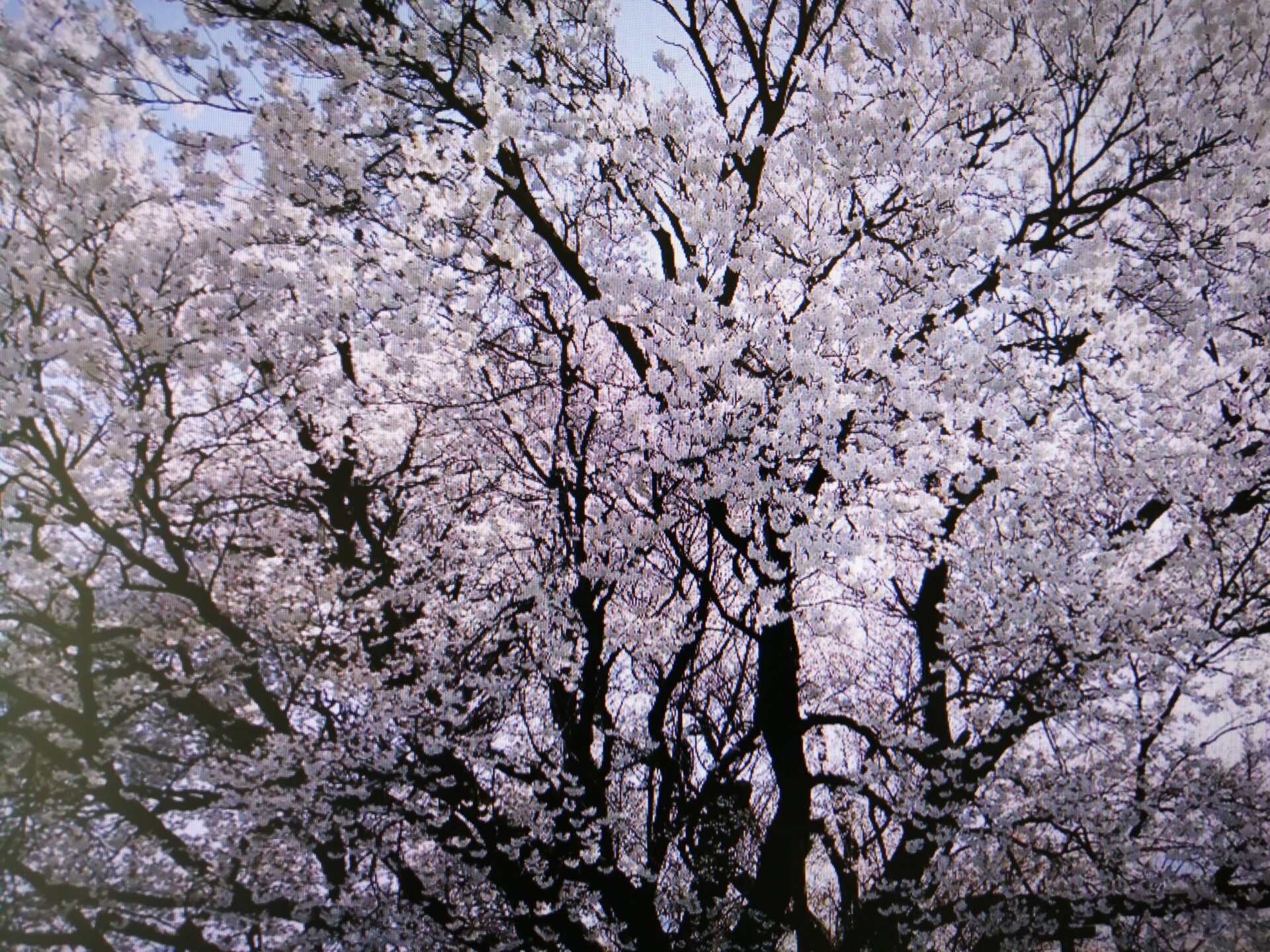 阿蘇一心行桜