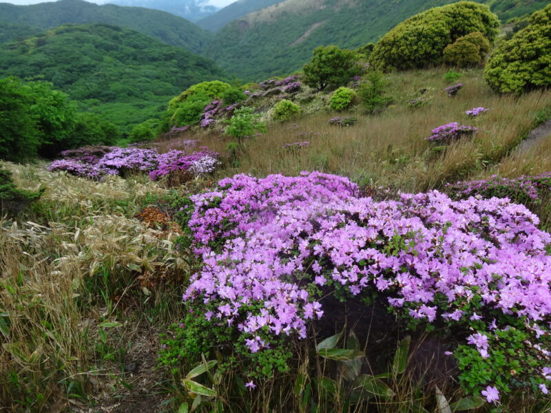 久住連山・扇ガ鼻